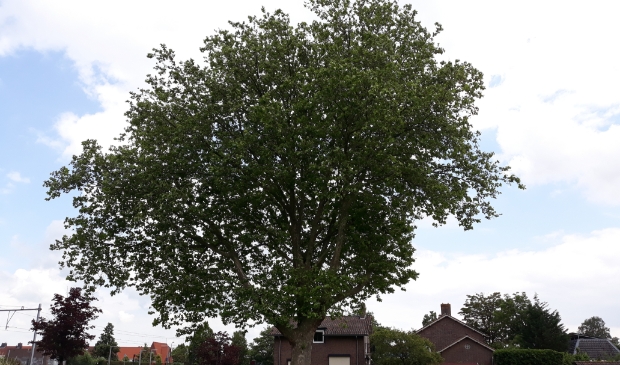 Teus Bongen bij de laatste boom schoolplein Giessenschool