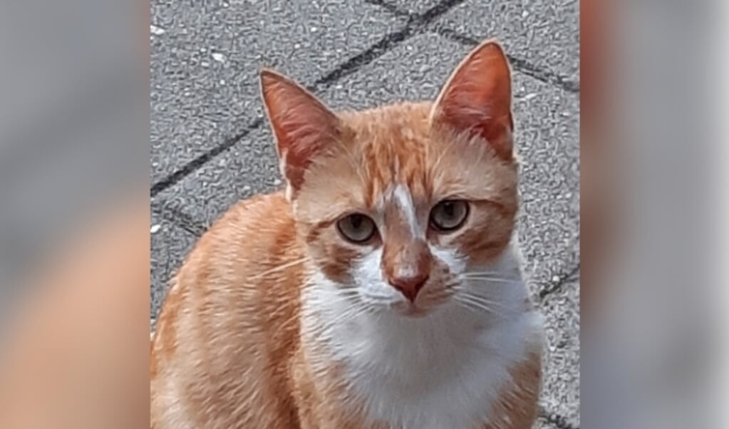 Vermiste kat Beemdweg Ermelo