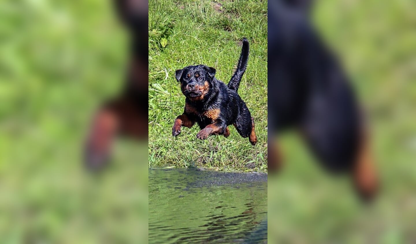 'Herplaatser Lucky heeft tegenwoordig een goed leven. Hij is dol op zwemmen en springt vol overgave het valleikanaal in Leusden in.'