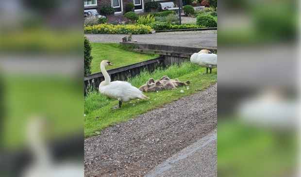 Zwanenfamilie op het droge op de Machineweg