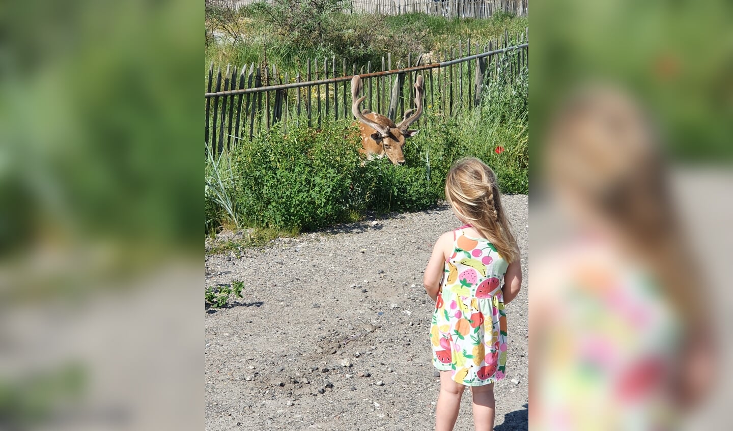 'Deze foto is gemaakt in Zandvoort tijdens een rondje wandelen op vakantie op 16 juni; als je dochter voor het eerst wilde herten ziet, moet je dit even vastleggen.' 
