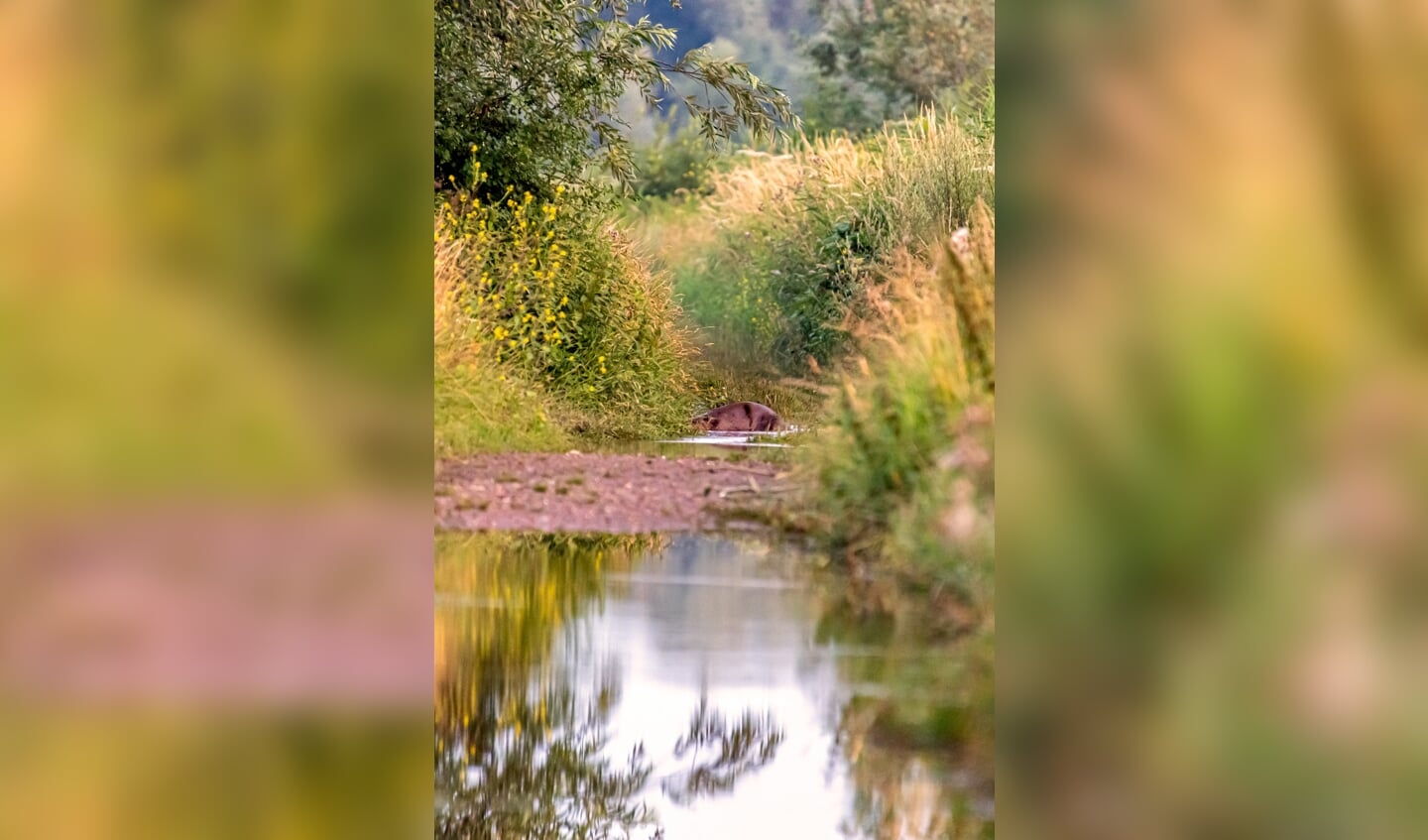 Bever maakt oversteek tussen weilanden