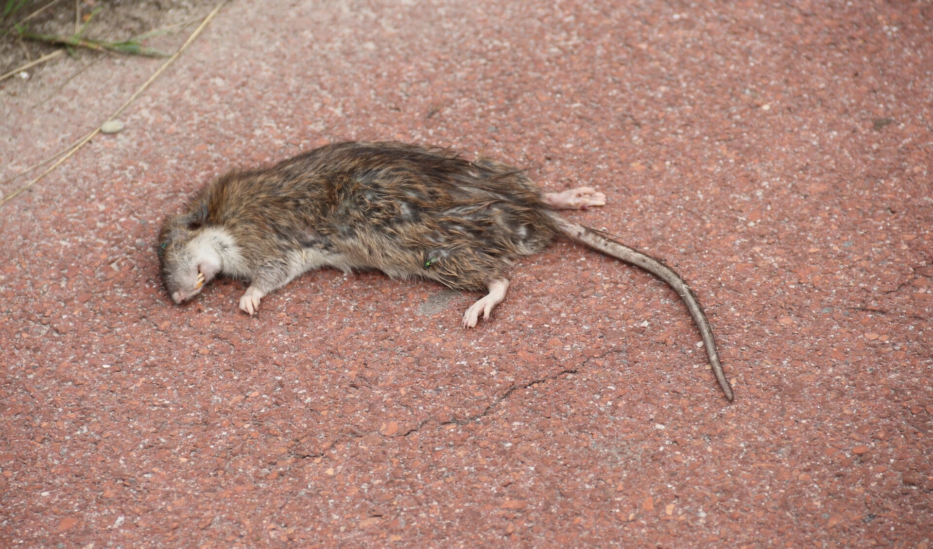 Deze dode rat werd zondag aangetroffen in Bovenkerk. 