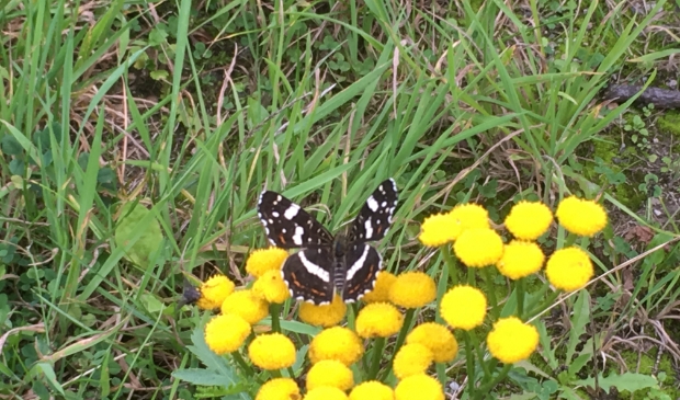 bloem met vlinder