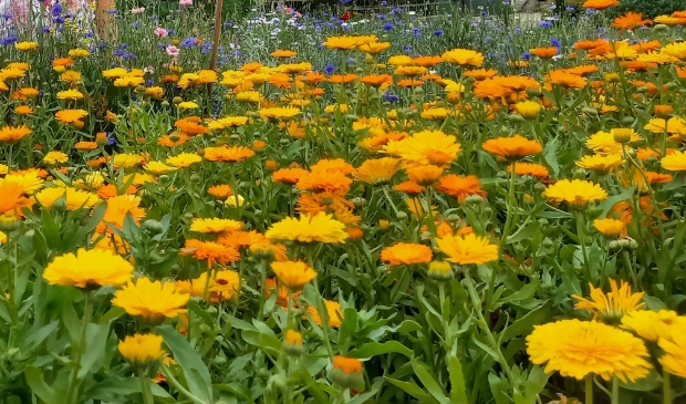 <p>Hoe krijg je een mooie border in je tuin?</p>