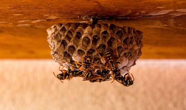 <p>Als wespenkoninginnen ontwaken, beginnen ze aan de bouw van hun nest.&nbsp;</p>