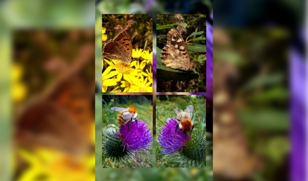 Kleine vuurvlinder, bont zandoogje, akkerhommel.