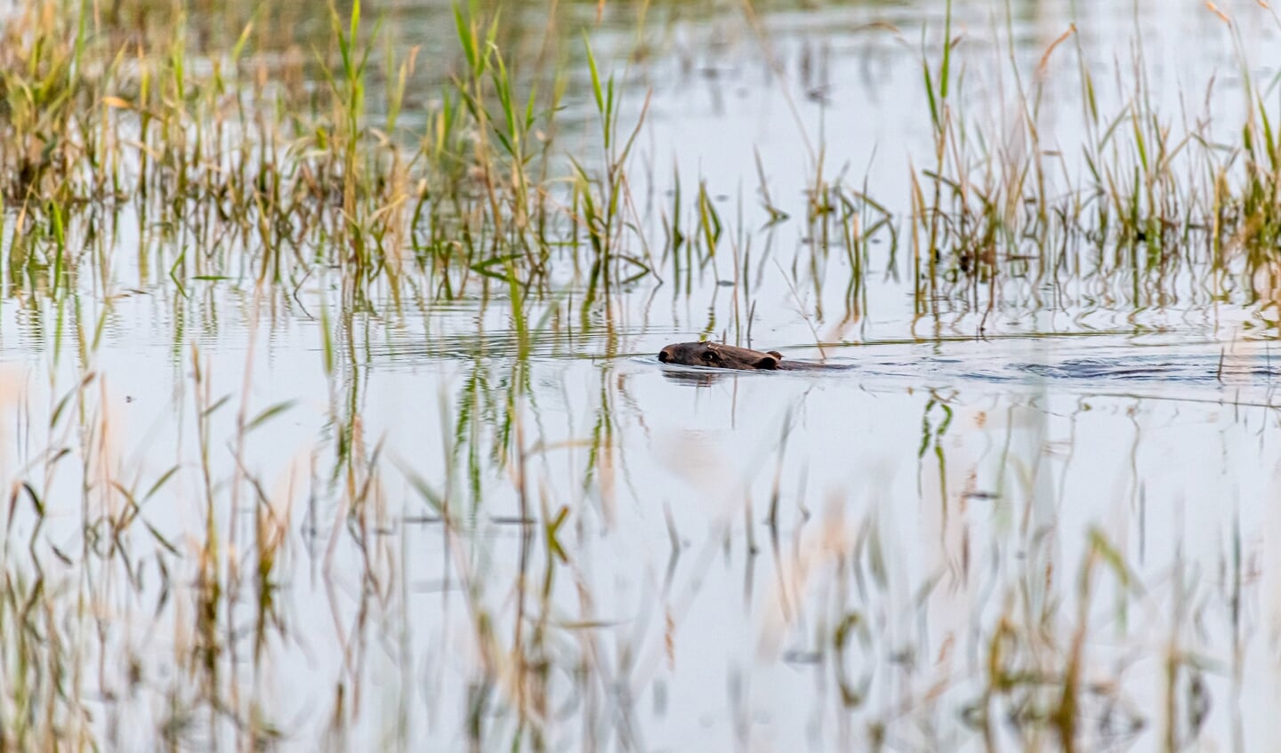 Bever zwemt door het onder gelopen weiland