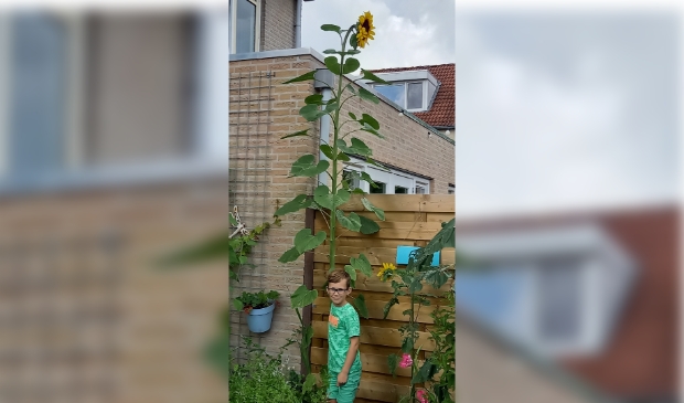 Jasper met zijn zonnebloem