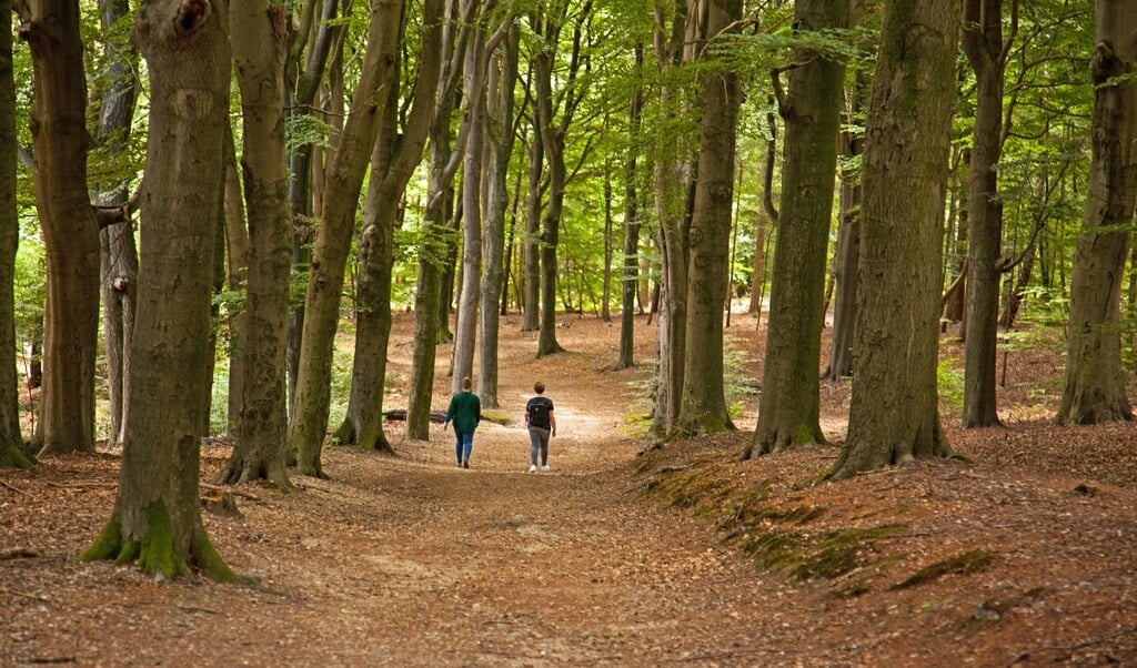 Beukenlaan in het Amerongse Bos