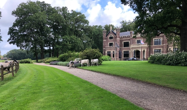 Loslopende koeien