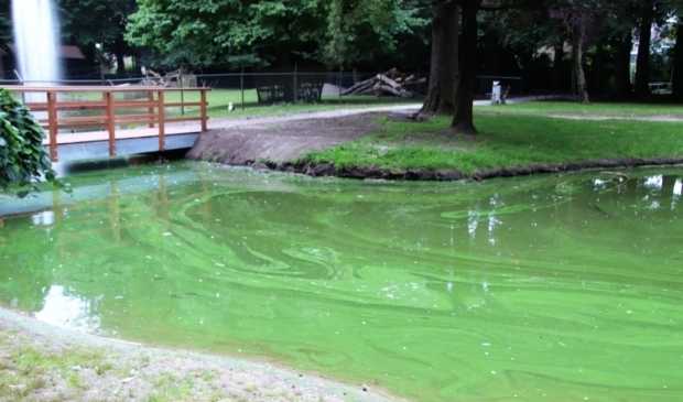 <p>De blauwalg in het Edzard Koningpark geeft drabbig groen water en is een gevaar voor de volksgezondheid.</p>