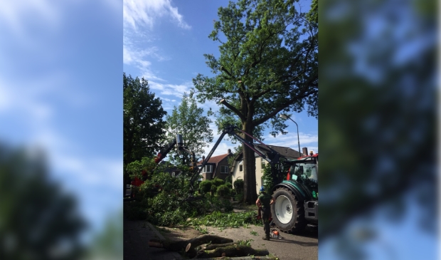 <p>Eerst wordt de kruin 'gekortwiekt'.</p>