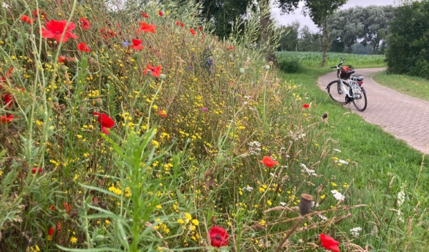 Tijdens de fietstocht kunt u genieten van deze prachtige bloemenranden.