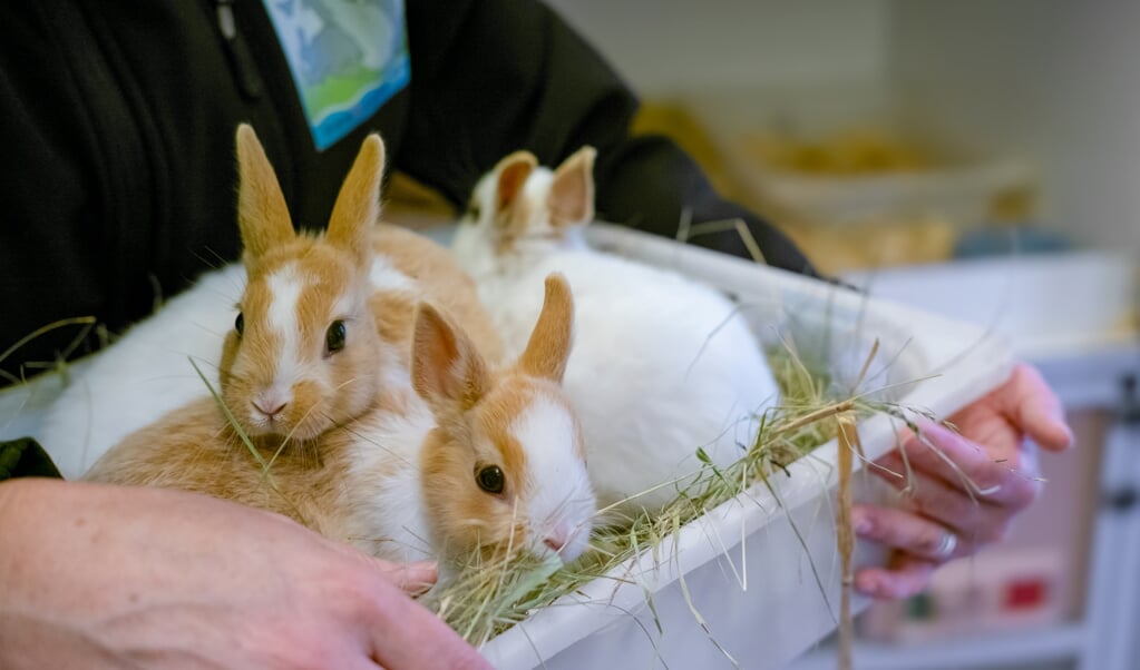 Mensen weten vaak niet dat je konijnen altijd in een koppel moet aanschaffen. Een konijn ‘verpietert’ in z’n eentje. 