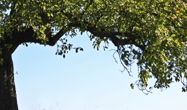 Bomen.