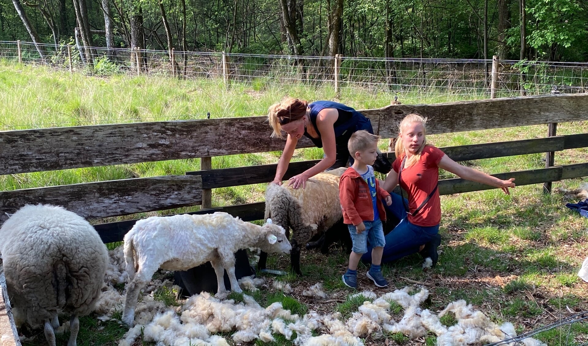 Hannah is bezig met het knippen van de schapen op het Heitje achter De Dennen.