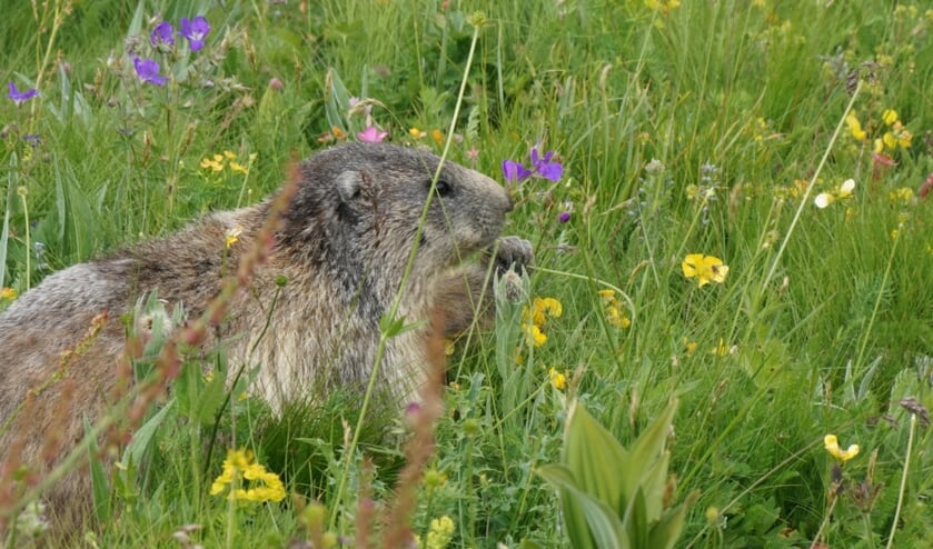 Foto van marmot, 12-07-2021,Col de la Cayolle, Frankrijk. 