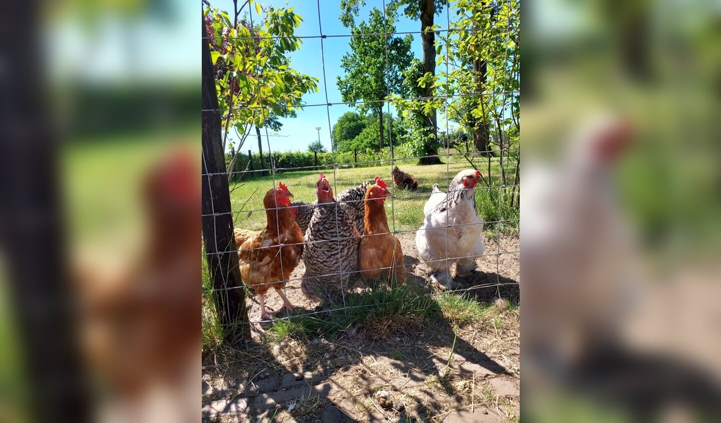 'De Horsterweg; een typische foto voor de zomer van 2021, het lijkt erop dat deze kippen de enige zijn die deze zomer achter de festival hekken mogen 'joelen'. Aan de anderhalve meter hebben ze zich niet gehouden….'