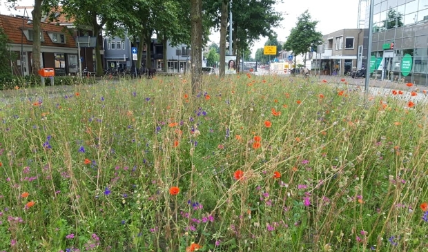 <p>,,De Edese bermen zien er kleurrijk uit met allerlei soorten bloemen.''</p>