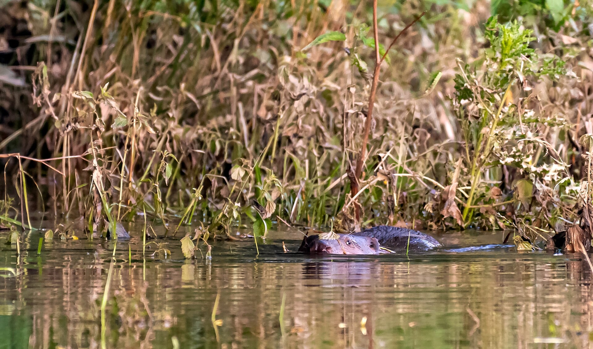 Bever zwemmend door het ondergelopen weiland