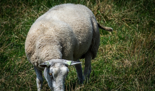 Schaap