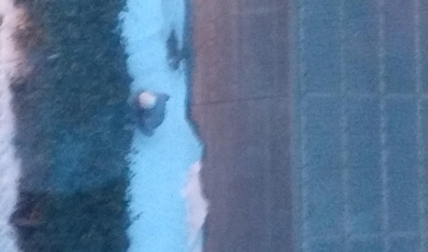 <p>Iemand doet z'n behoefte op straat. </p>