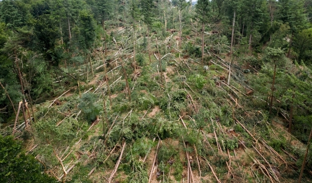 <p>De schade aan de natuur was enorm na de valwind van 18 juni. </p>