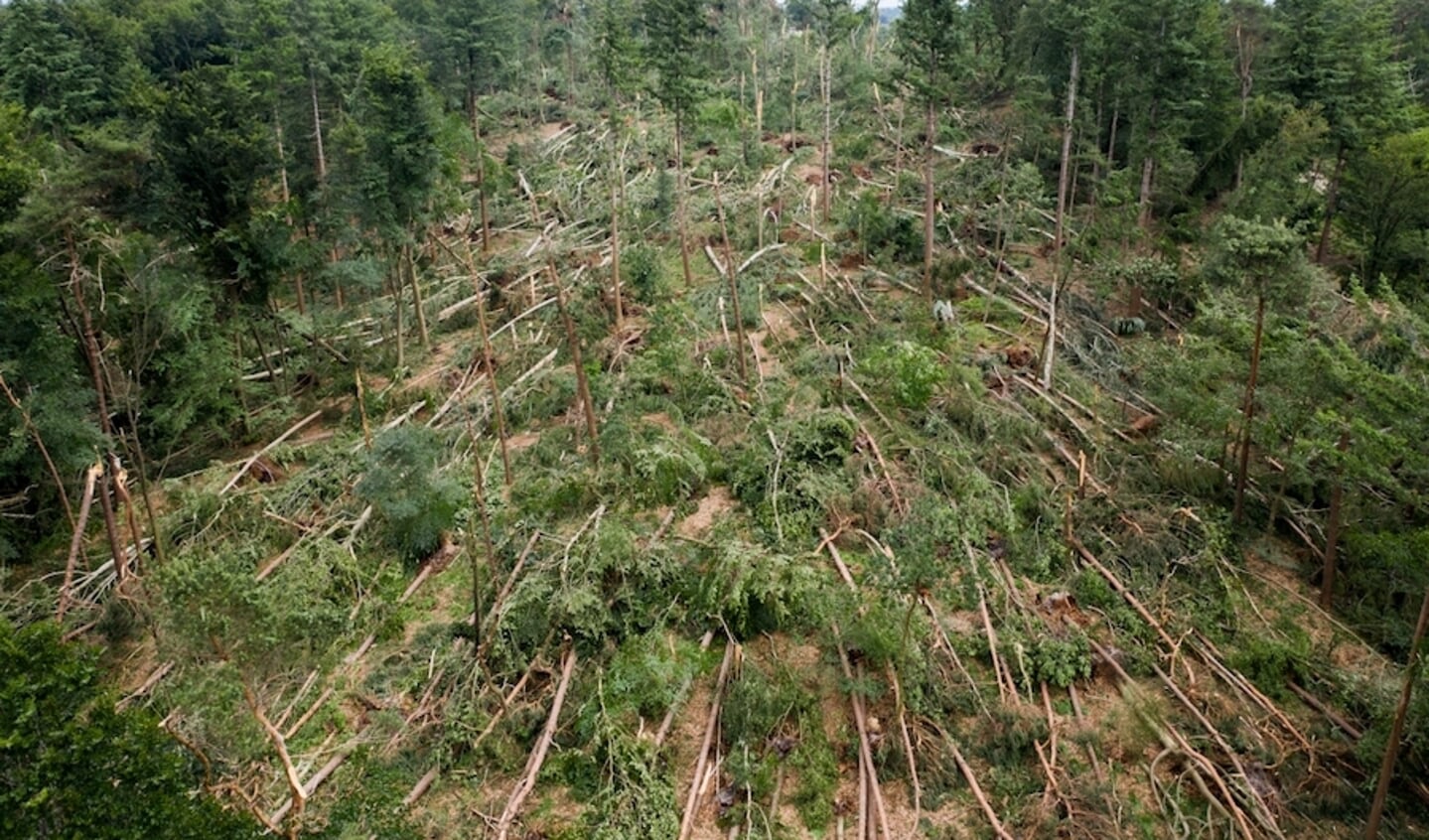 De schade aan de natuur was enorm na de valwind van 18 juni. 