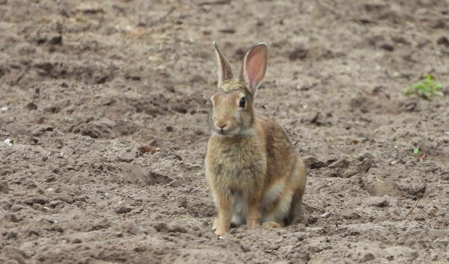 Zekerend konijn. De oren zijn in verhouding kleiner dan bij de haas.