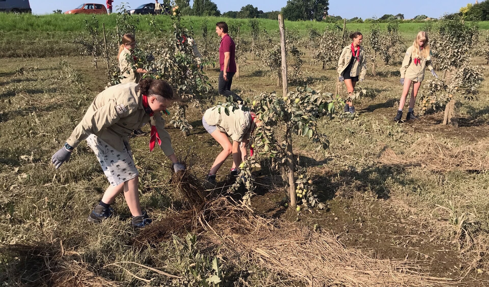 Leden van Scouting Lunteren aan het werk bij fruitboerderij Görtz in Baarlo.