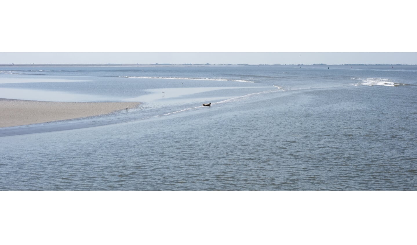 een zeehond in de Waddenzee