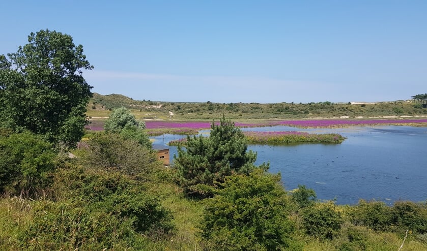 De vogelkijkhut (verscholen midden achter de struiken) geeft een goed zicht op het meer en de vogels.