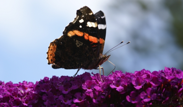 <p>Atalanta, op eerste plaats.</p>