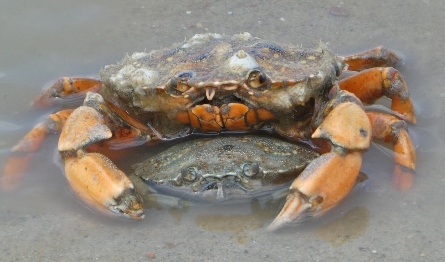 ,,Op 18 juni maakten we een strandwandeling in Cadzandbad en toen zagen we deze parende krabben.