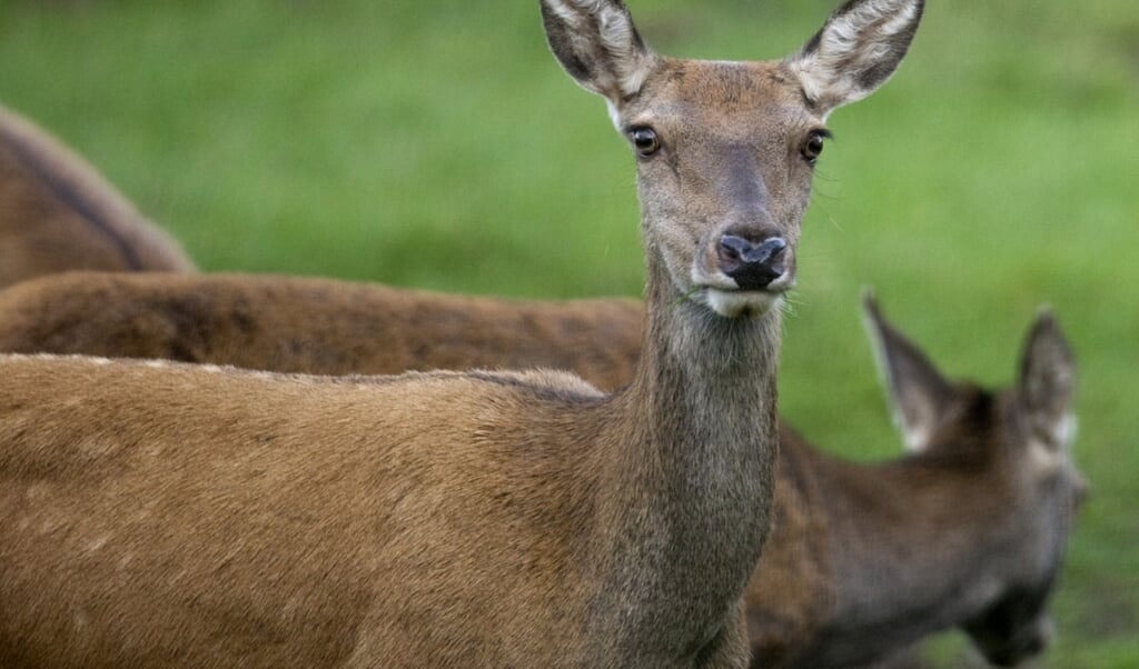 Vanaf de wildkansel kun je met een gids wild spotten.