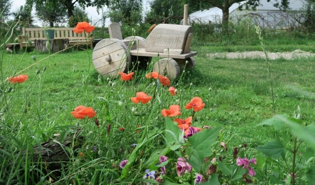 <p>natuurspeelweide Cothen</p>