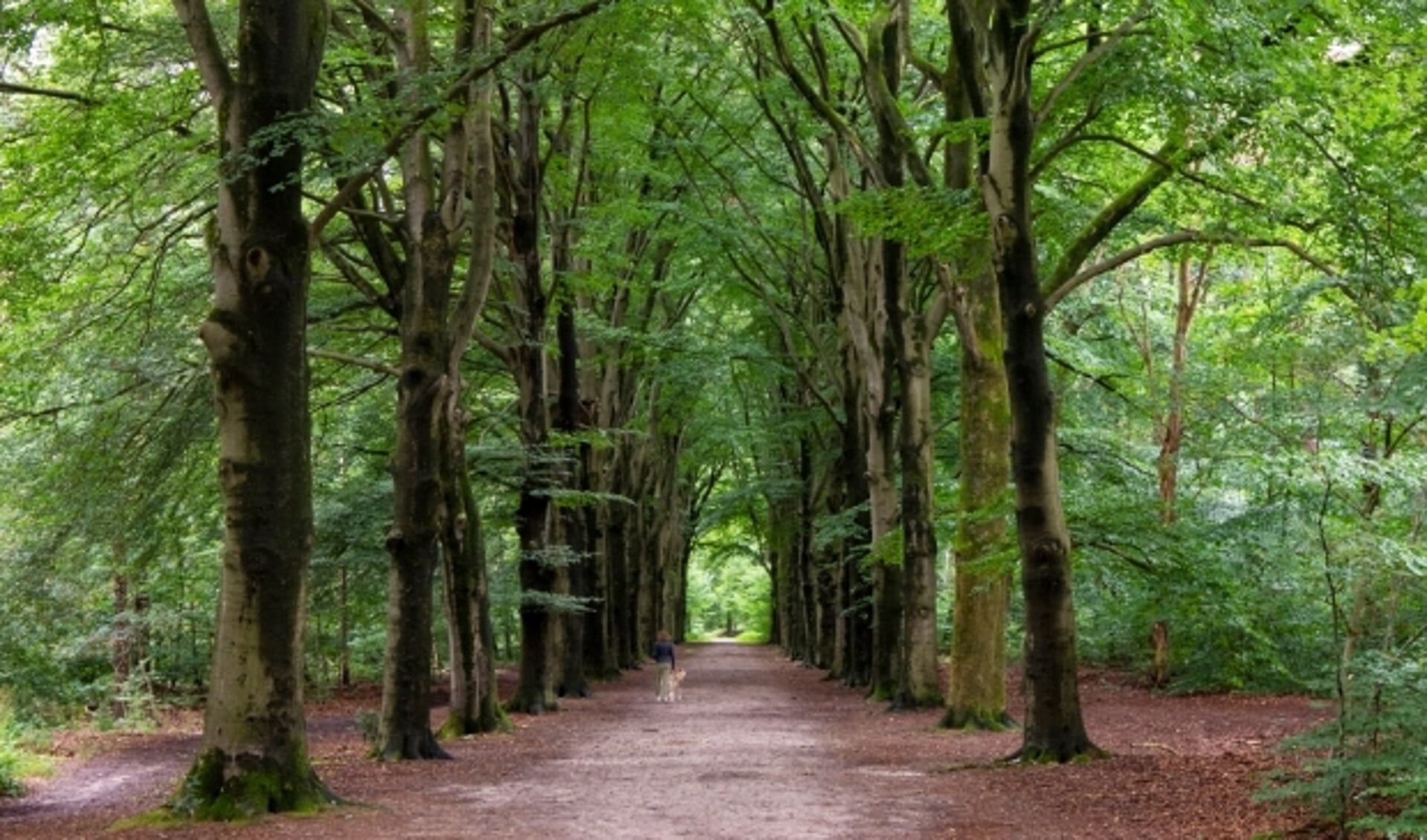 Onderweg kom je over een fraaie beukenlaan. Lang kun je er niet van genieten, want de route gaat al snel rechts het bos in.