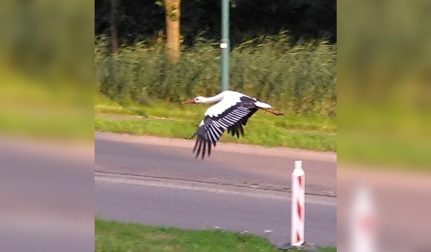 'Op een mooi zomeravond vliegt deze Ooievaar sierlijk een rondje over de Burgemeester van der Postlaan.'