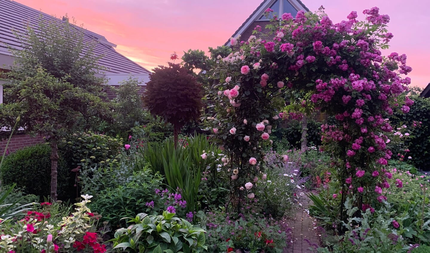 ,,Onze achtertuin aan de Bekestere bij zonsondergang.'' Ingezonden door Kees Roest.