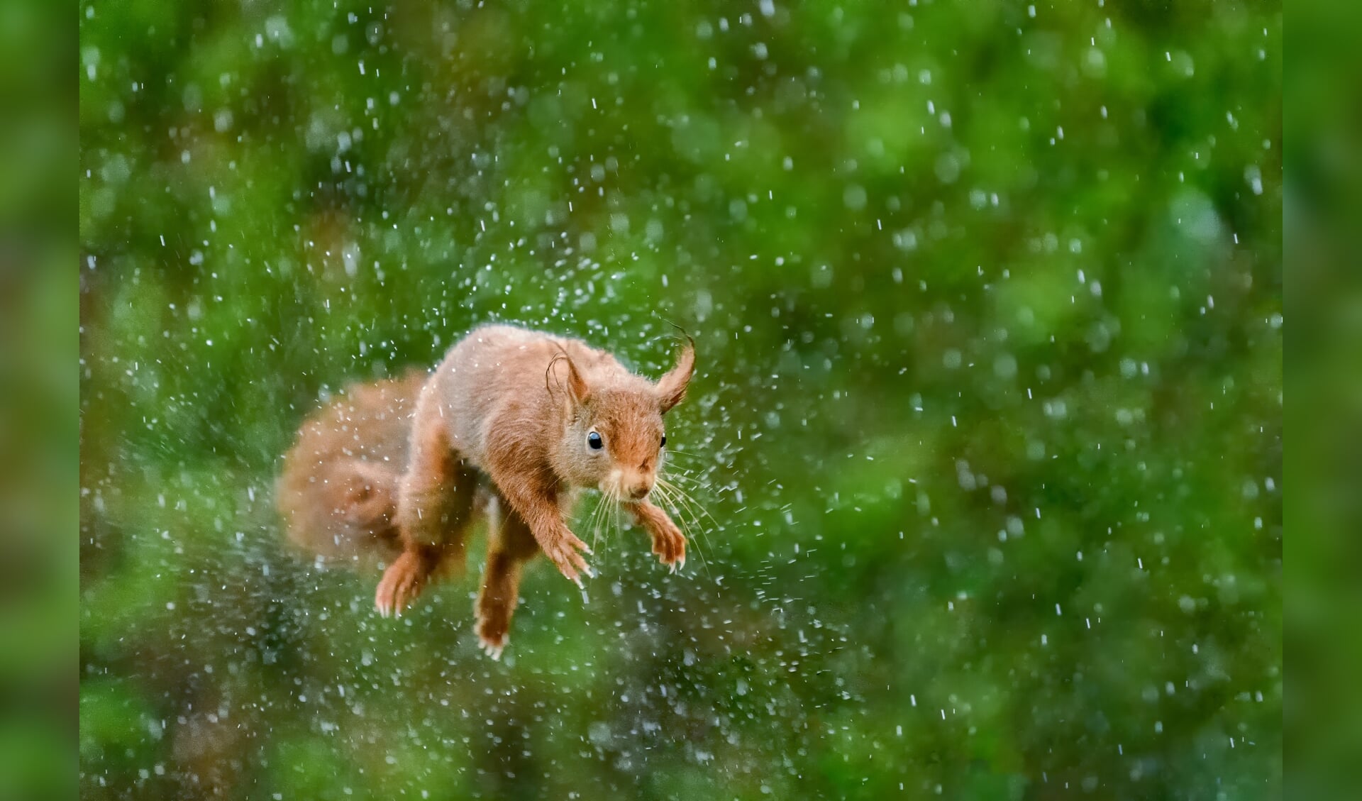 Een eekhoorn schudt tijdens een sprong in de stromende regen zijn vacht uit.