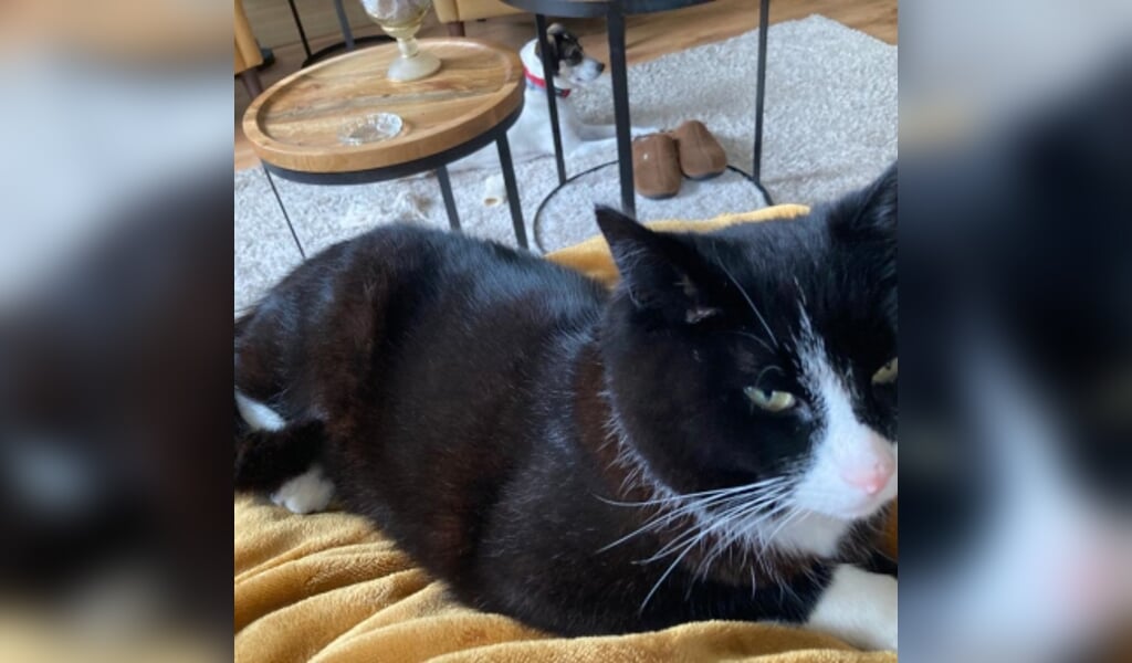 Vermiste kater Lorsweg BArneveld