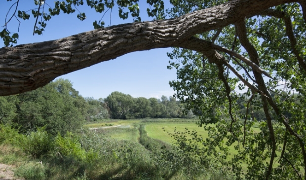 Middenduin in de zomer