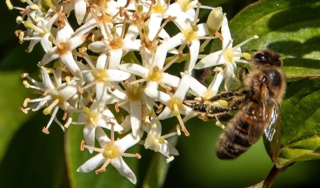 Meer weten over wilde bijen en de bijenwandeling? Kijk dan op www.zeistzoemtduurzaam.nl.