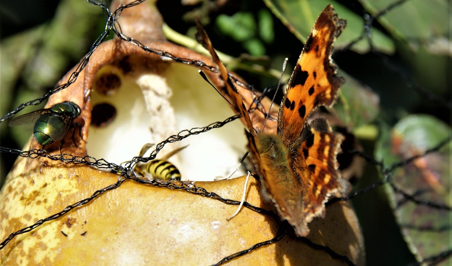 Gasten in de moestuin!