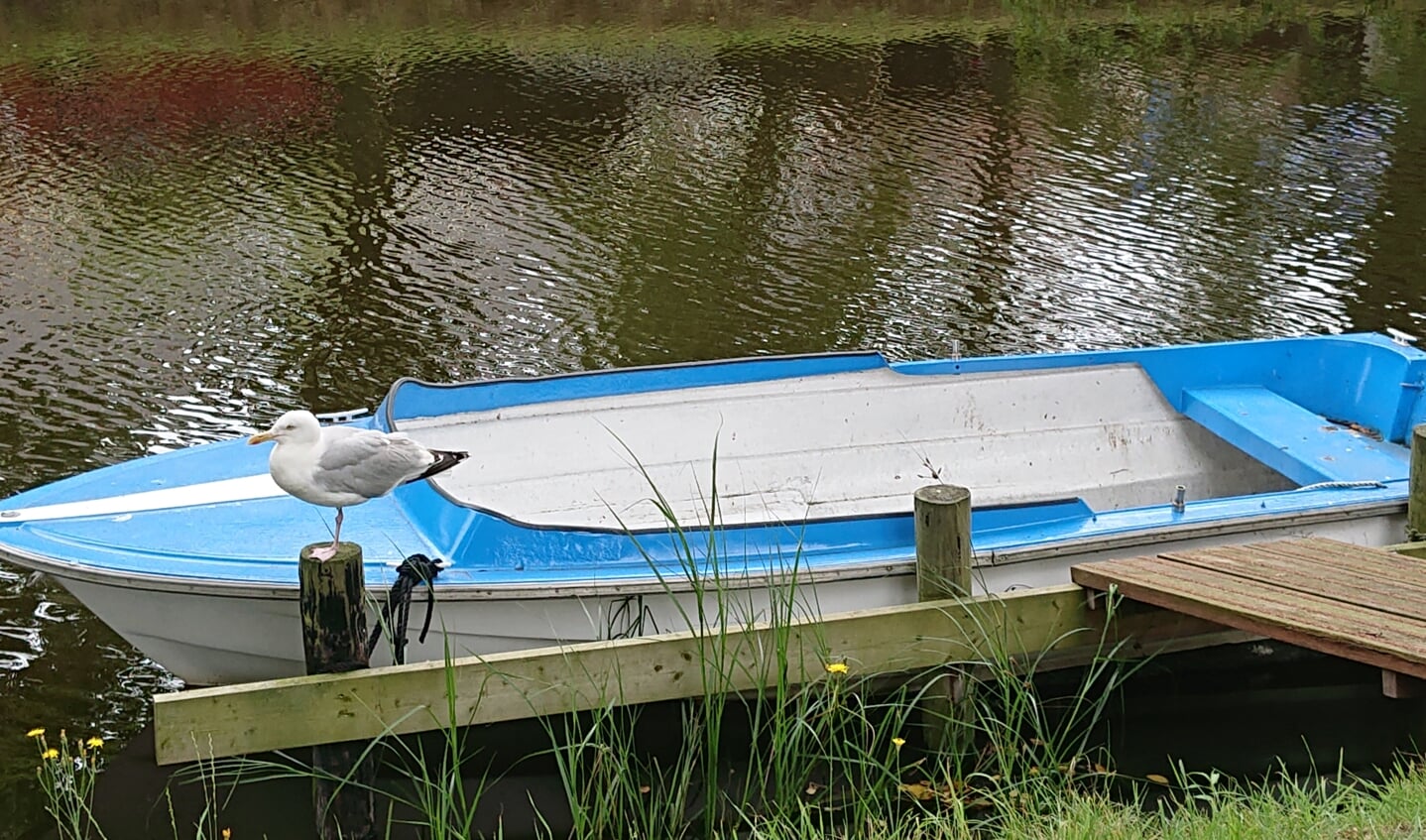 ,,Op deze foto staat een blauw, witte  boot die ligt aan de Molengracht en daarbij staat een meeuw op één poot op een paaltje. Ik geef deze foto de naam, de beste stuurman staan aan wal.