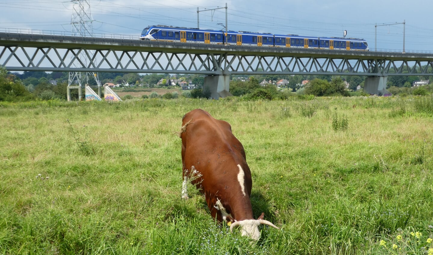 Tijdens onze klompenpadwandeling in Oosterbeek op 4 september zagen we deze dorstige koe met op achtergrond passerende trein.