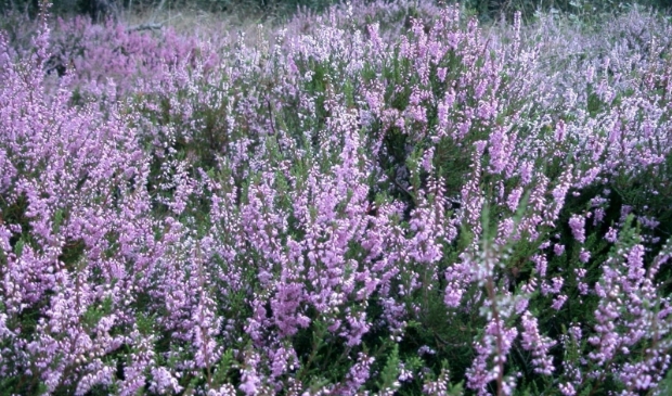 De heide bloeit weer op de Ginkel.