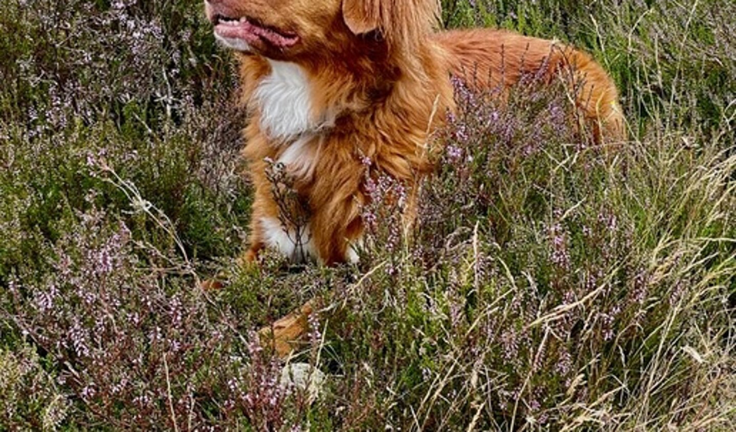 Hond Hidde ligt lekker in de heide in de Soesterduinen uit te rusten van zijn balspelletjes.