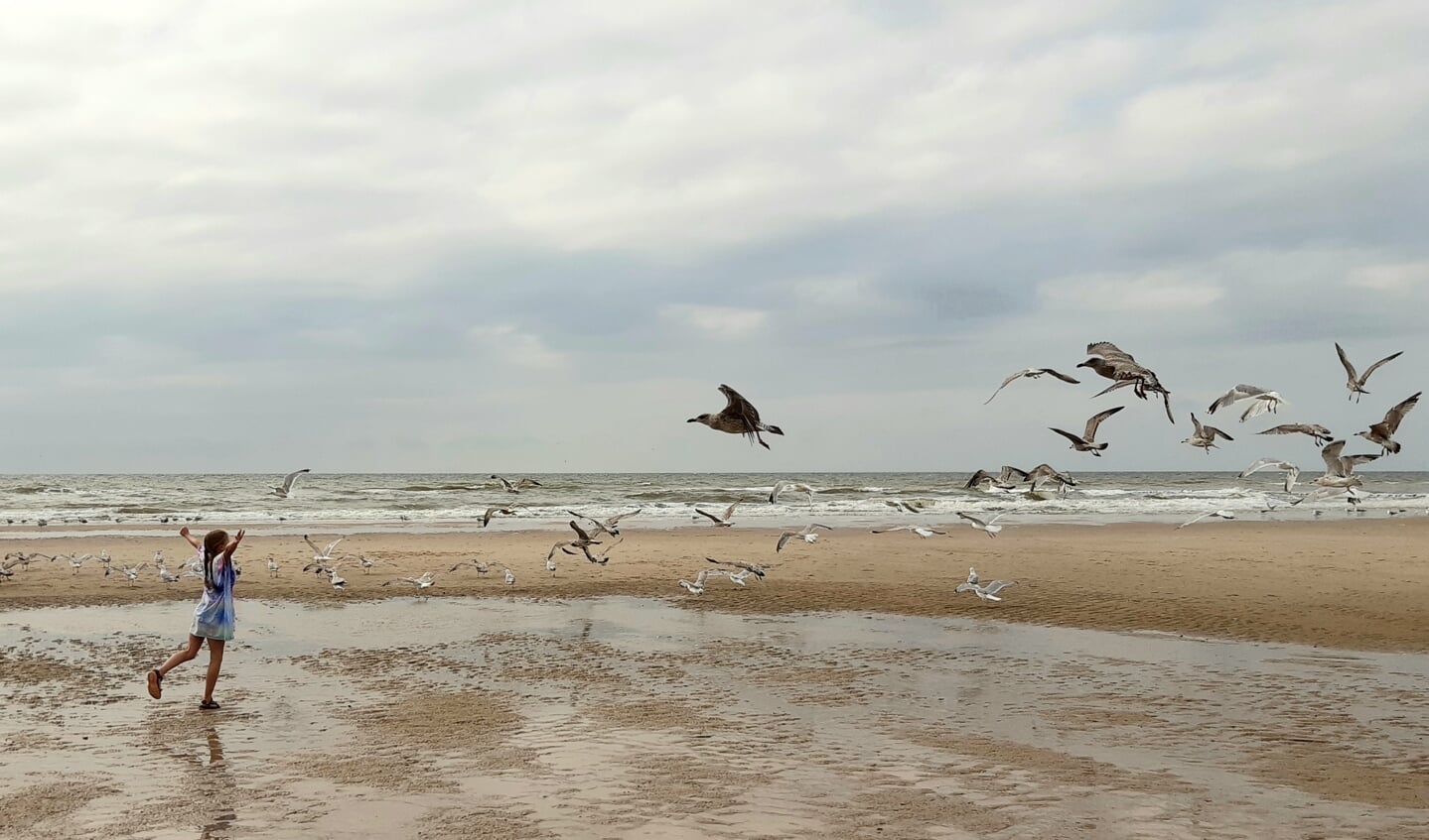 ,,Op de foto onze dochter Roos wandeld op het strand van Sint maartenszee tijdens onze vakantie van dit jaar. Ze liep op een grote groep Meeuwen af zodat we dit mooie beeld kregen.